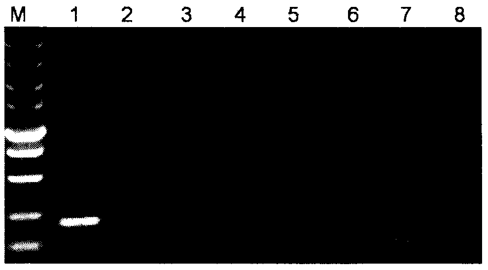 LAMP technology based rapid Botrytis cinerea detection method