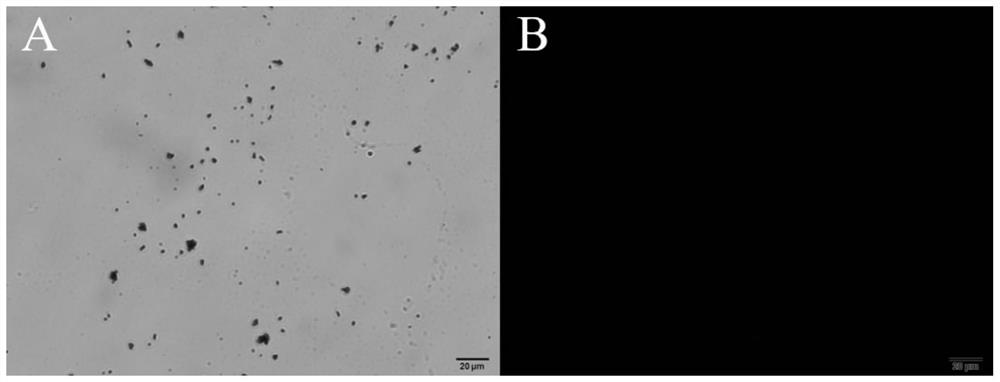 Preparation method of covalent organic framework encapsulated enzyme