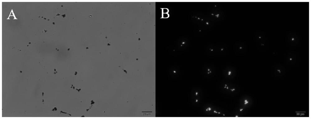 Preparation method of covalent organic framework encapsulated enzyme