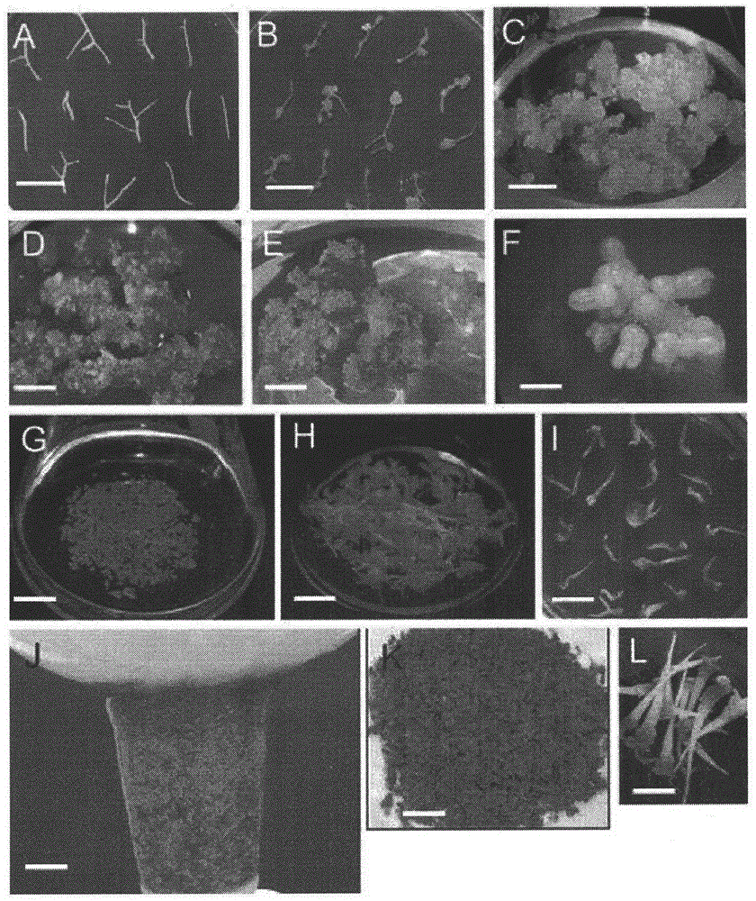 A method for cultivating somatic embryos for rapid propagation of Panax notoginseng regenerated plants using a bioreactor