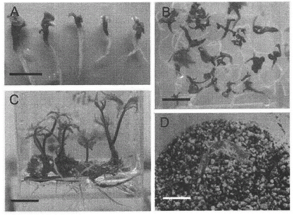 A method for cultivating somatic embryos for rapid propagation of Panax notoginseng regenerated plants using a bioreactor