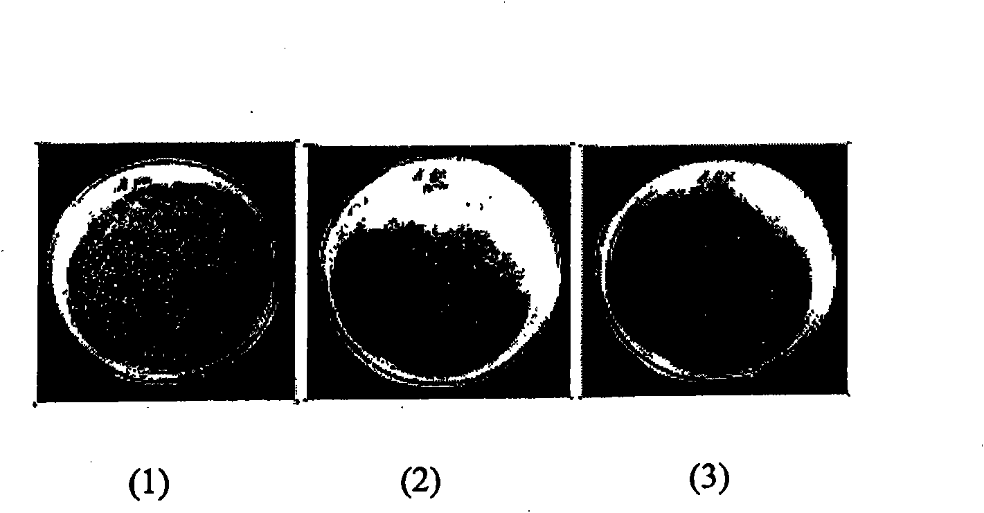 Cleaner for precaution against of cow's hoof, manufacturing method thereof, and using method thereof