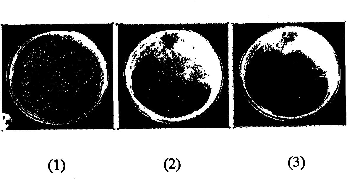 Cleaner for precaution against of cow's hoof, manufacturing method thereof, and using method thereof