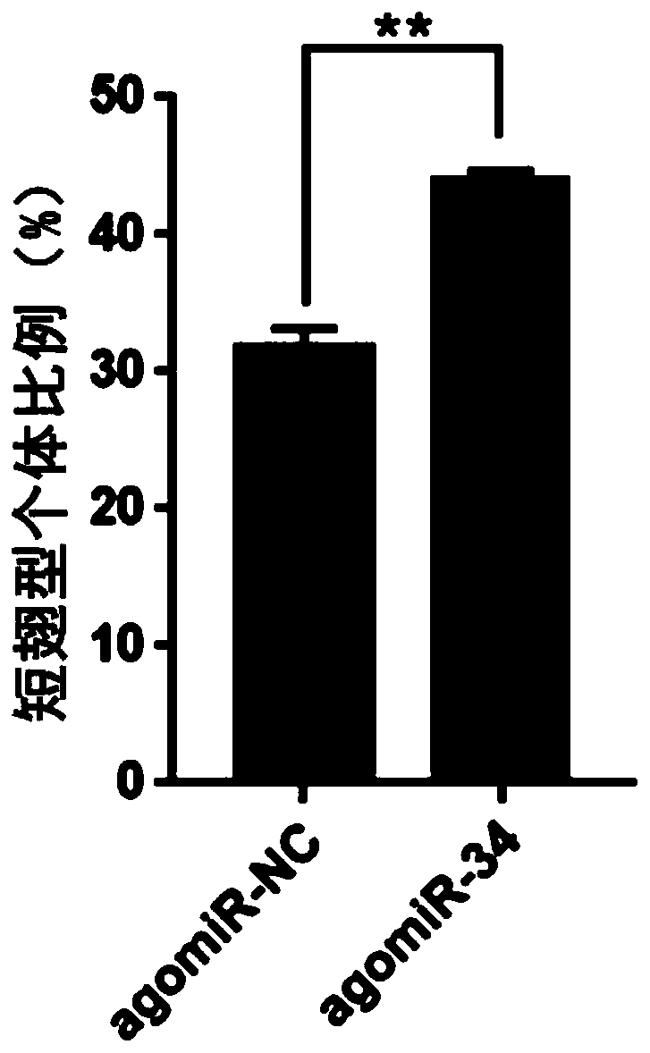 miRNA for regulating and controlling insect wing development and application of miRNA