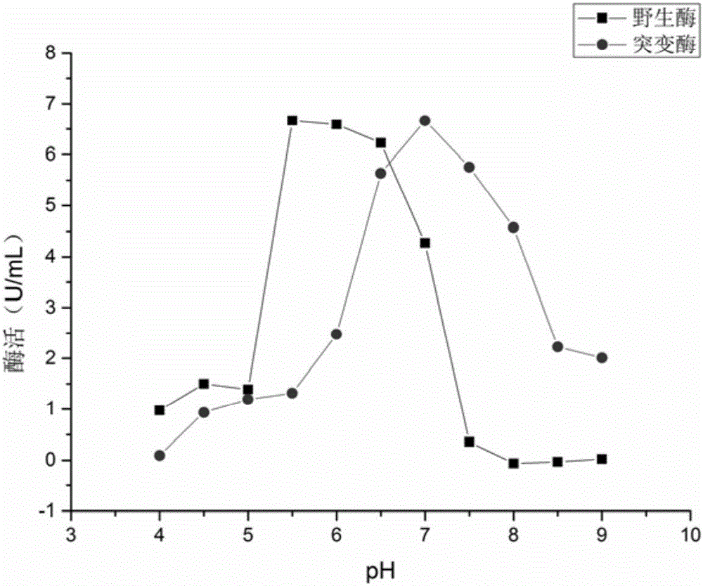 Gene engineering arginine deiminase reformed through site directed mutagenesis