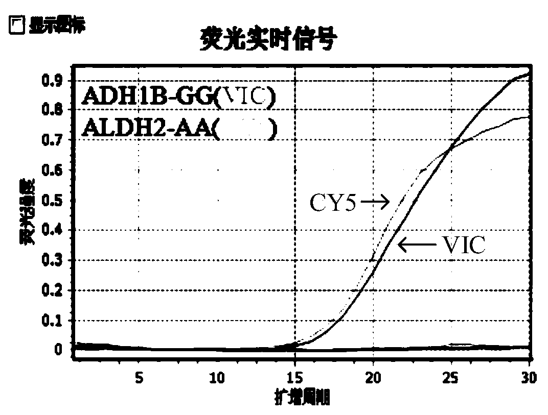 Composition, kit and method for detecting human ethanol metabolism gene polymorphism