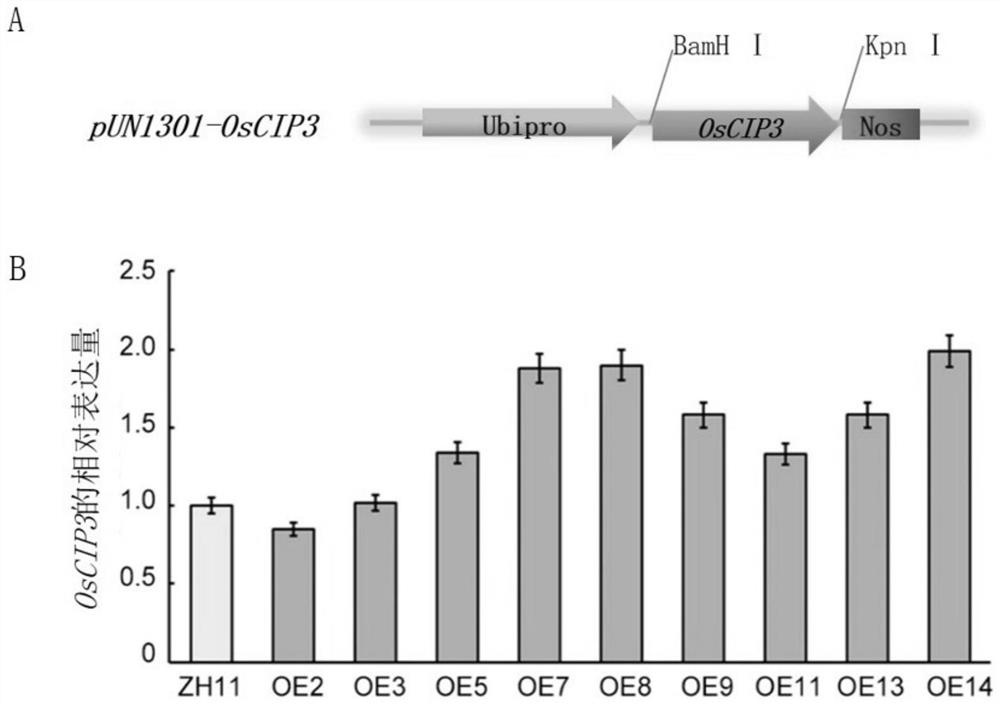 Method for enhancing low-temperature tolerance of rice by overexpressing zinc finger protein OsCIP3