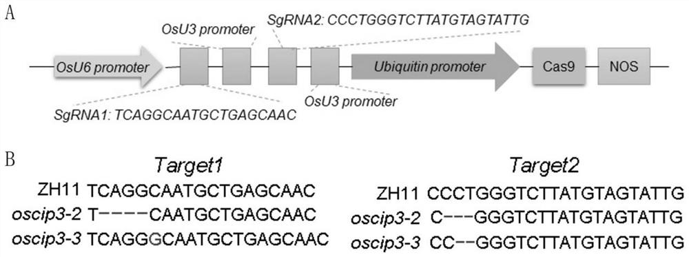 Method for enhancing low-temperature tolerance of rice by overexpressing zinc finger protein OsCIP3