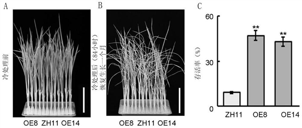 Method for enhancing low-temperature tolerance of rice by overexpressing zinc finger protein OsCIP3