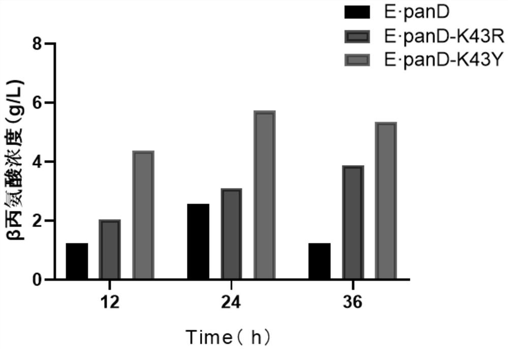 Beta-alanine synthetase mutant, coding gene, genetically engineered bacterium and application