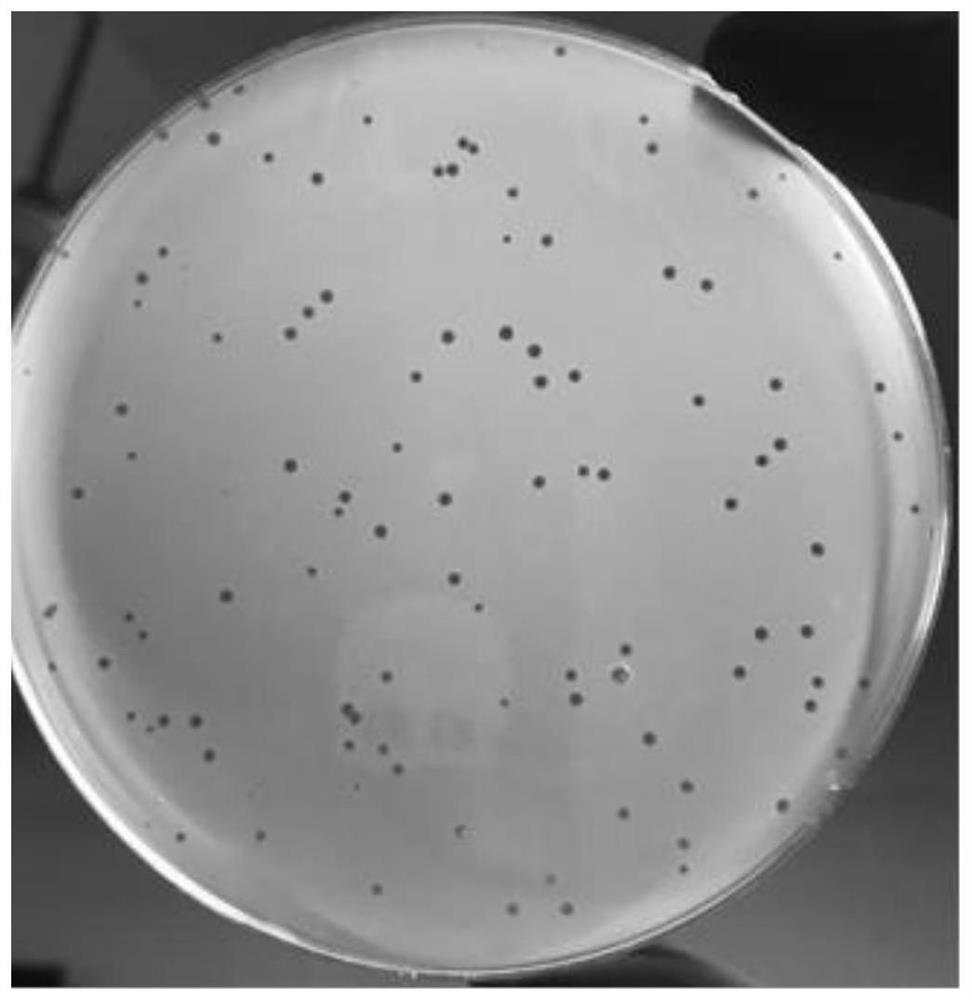 Proteus mirabilis phage and application thereof