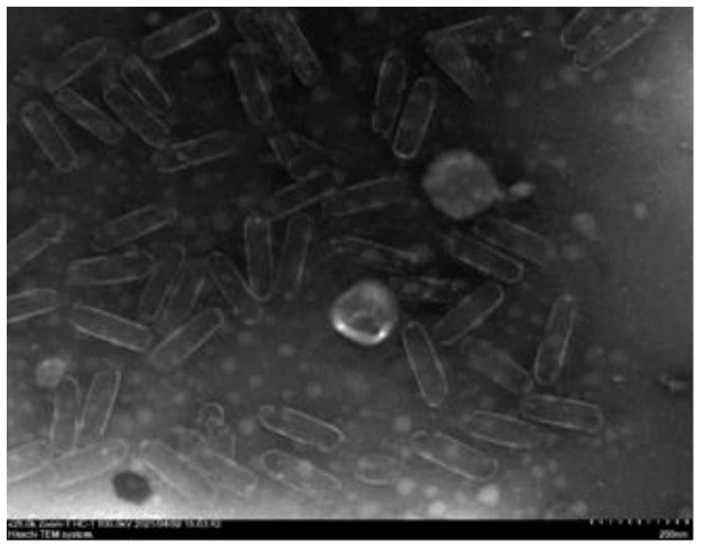 Proteus mirabilis phage and application thereof