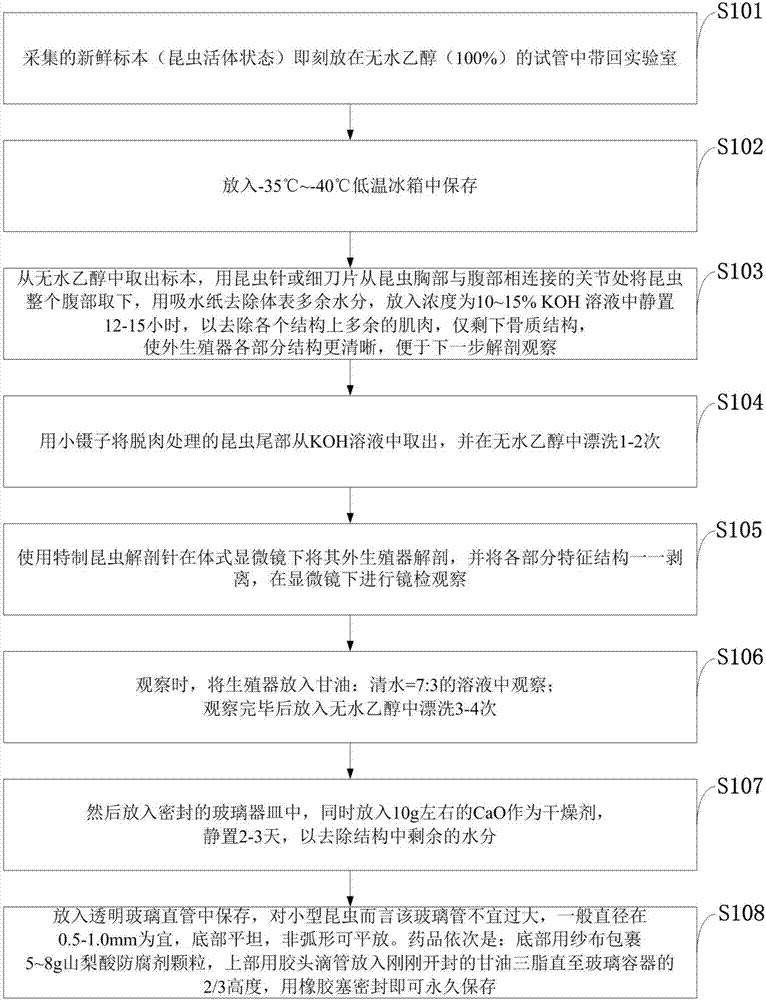 Method for permanently preserving externalia of small-size insects