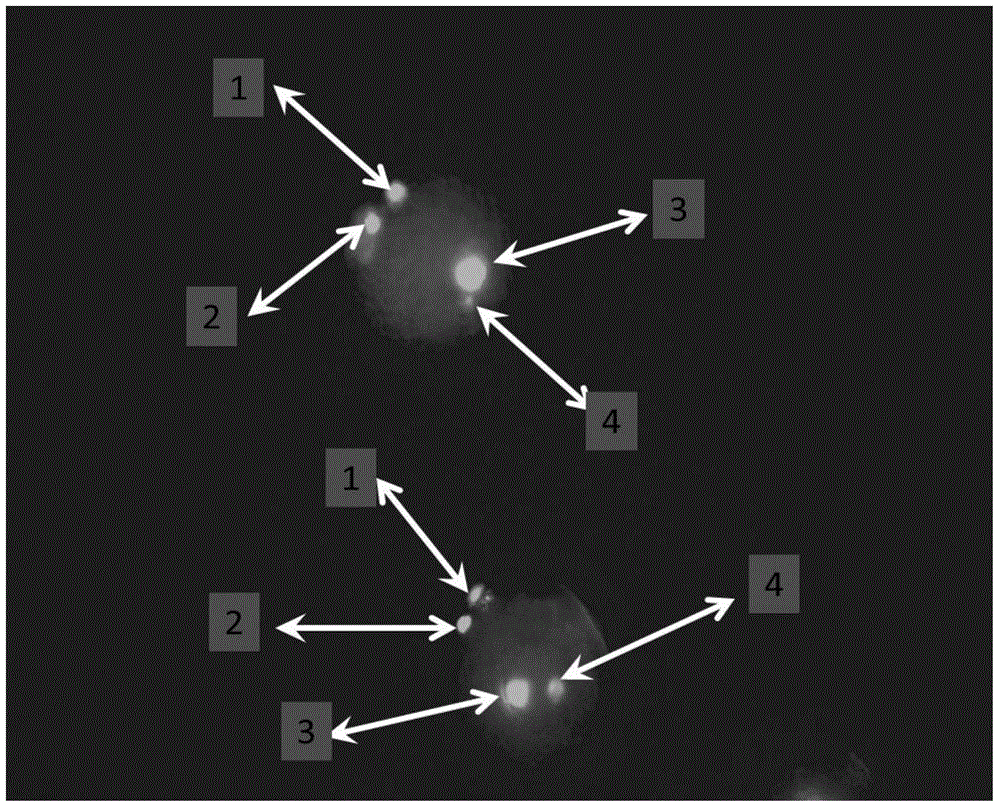 Method for carrying out ICSI (intracytoplasmic sperm injection) on pig