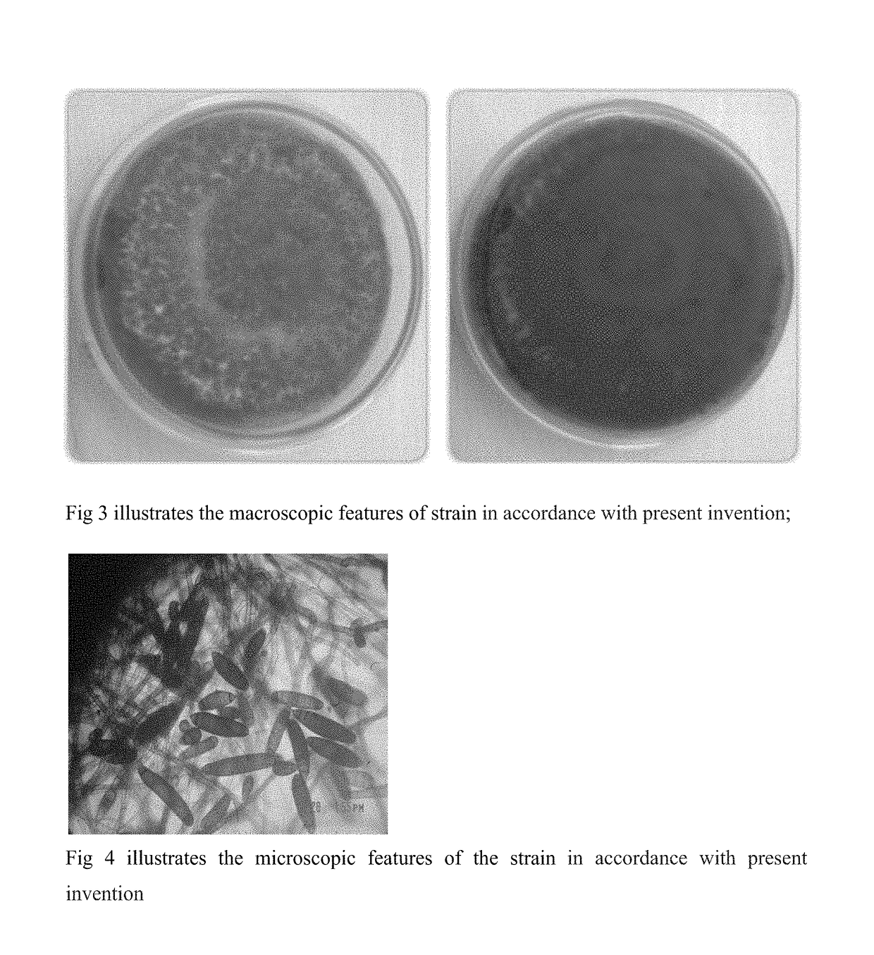 Mycoherbicidal composition for suppressing water hyacinth