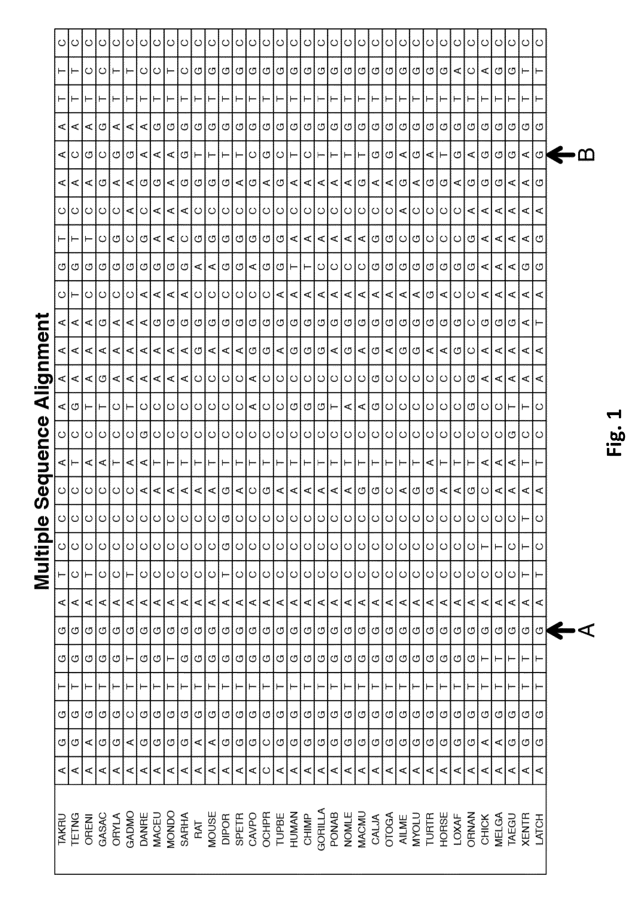 Evolutionary models of multiple sequence alignments to predict offspring fitness prior to conception