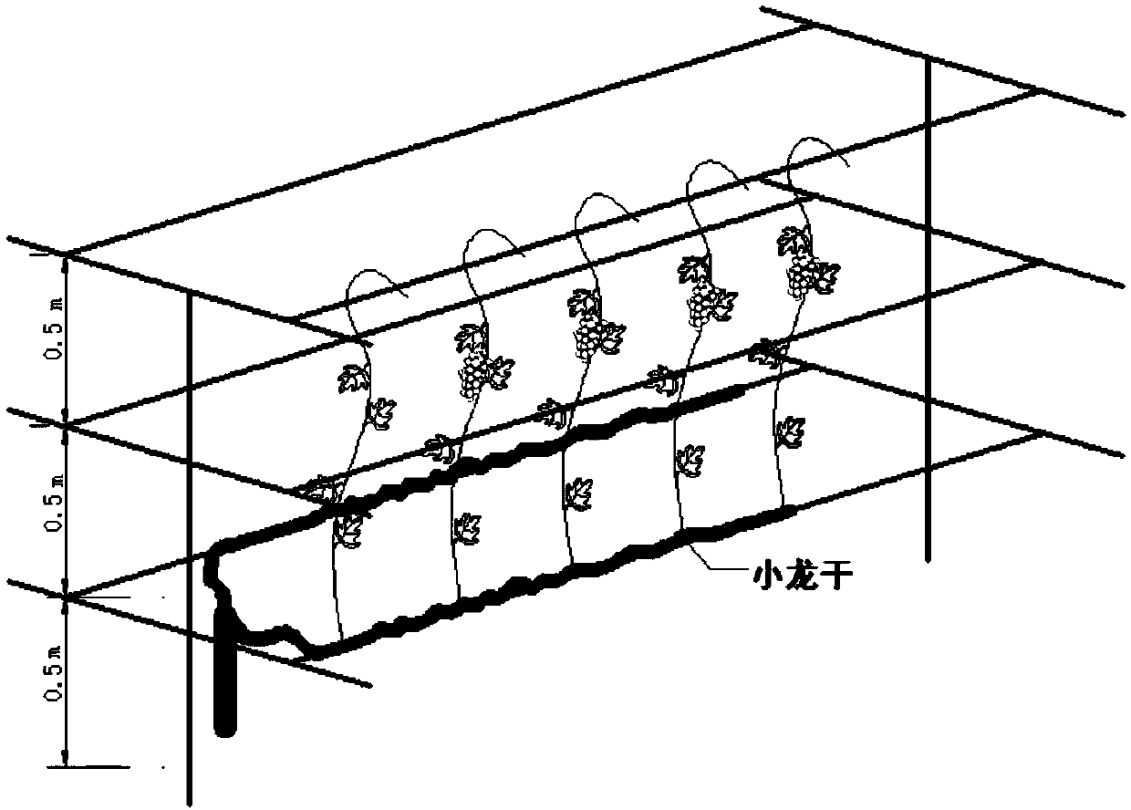 Cultivation method for enlarging fruit grains of facility grapes