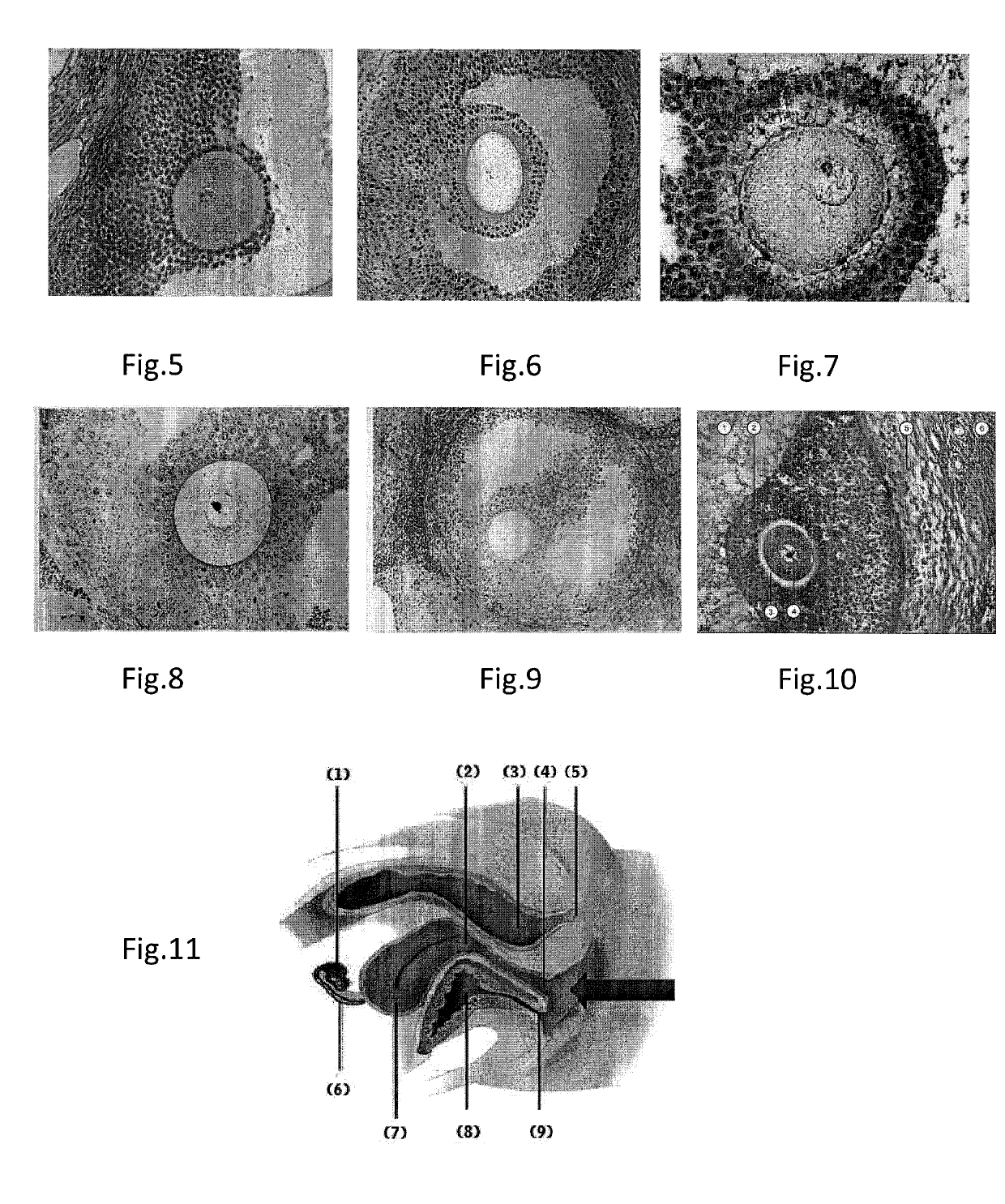 Compressed capsules for giving birth to males