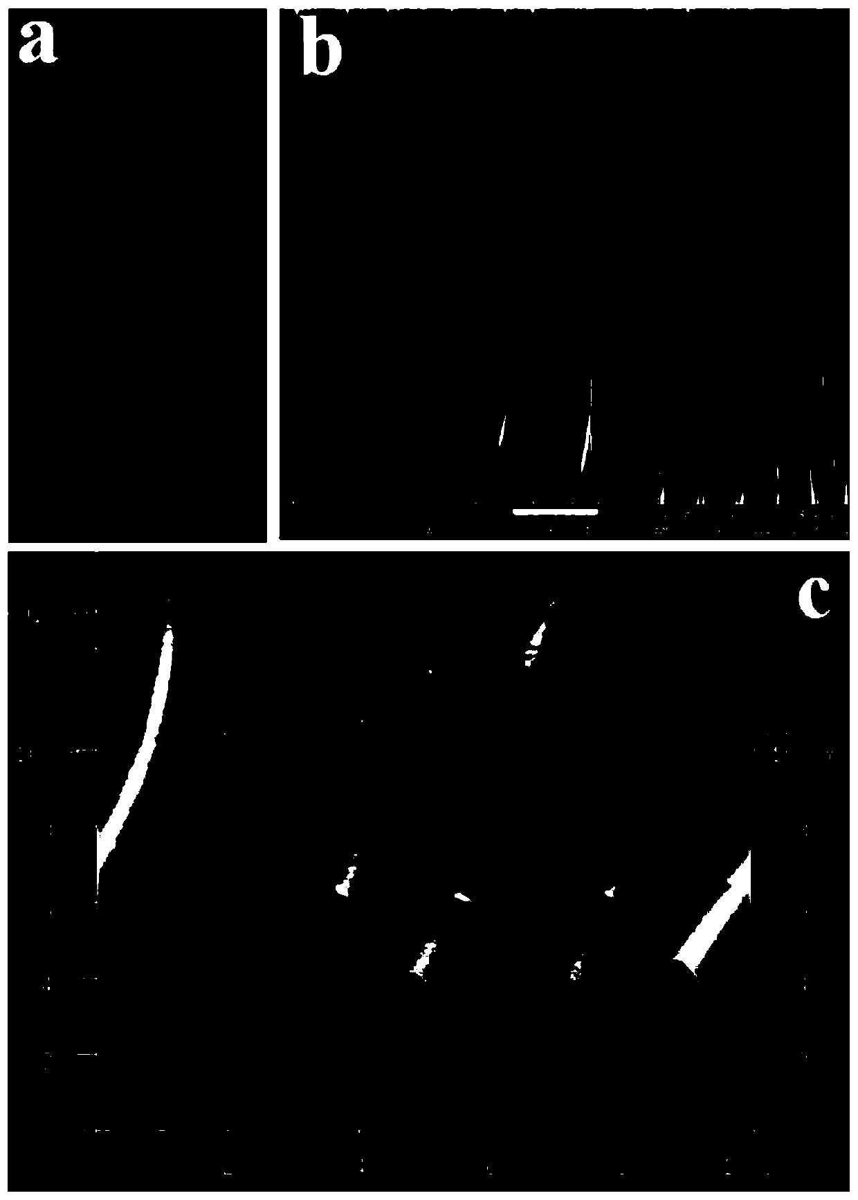 A stretchable or bendable composite circuit system and its preparation method