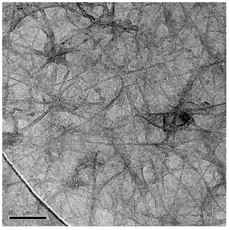 Preparation method of graphene-carbon nanotube compound film based on three-dimensional network appearance