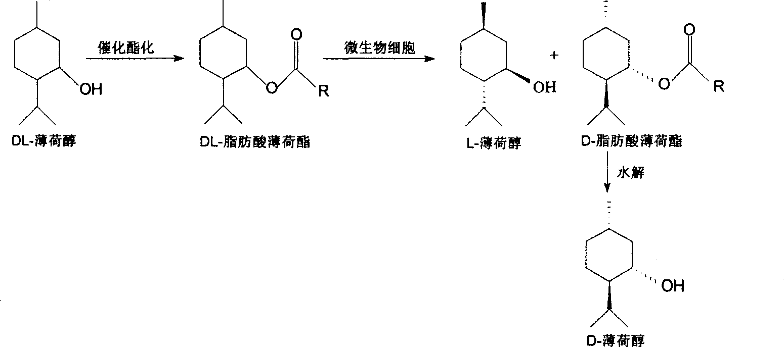 Method for preparing L-menthol from stereo-selective hydrolysis of DL fatty acid menthyl ester by whole-cell biological process