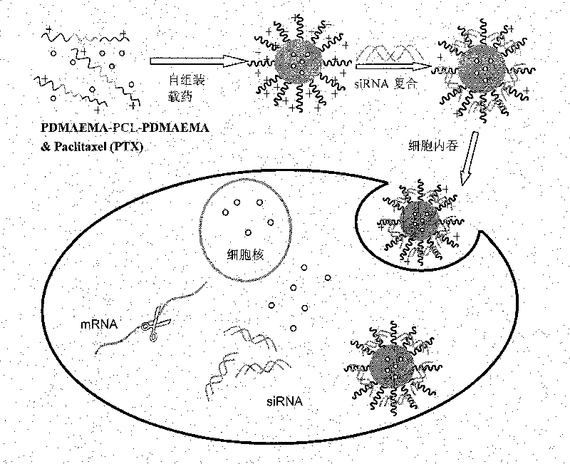 Biodegradable cationic polymer and application thereof