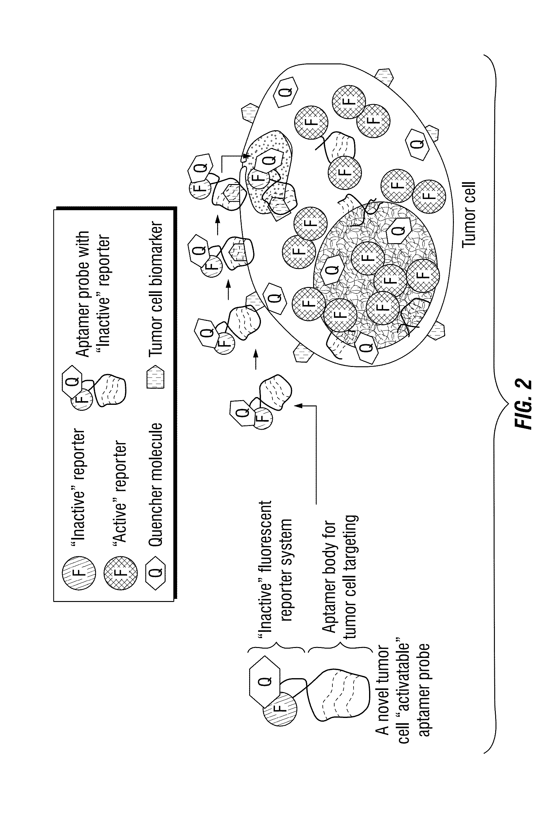 Multi-Aptamer-Based, Cell-Specific, One-Step Tumor Cell Detection Assays