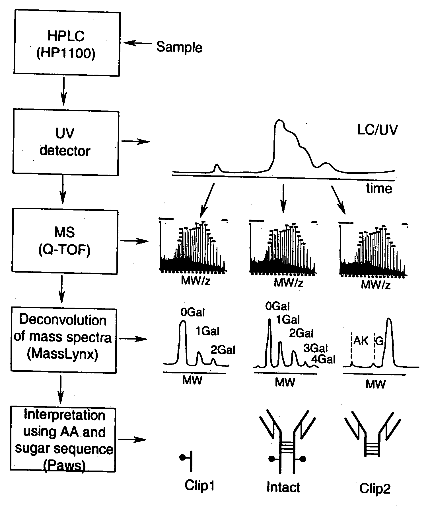 LC/MS method of analyzing high molecular weight proteins