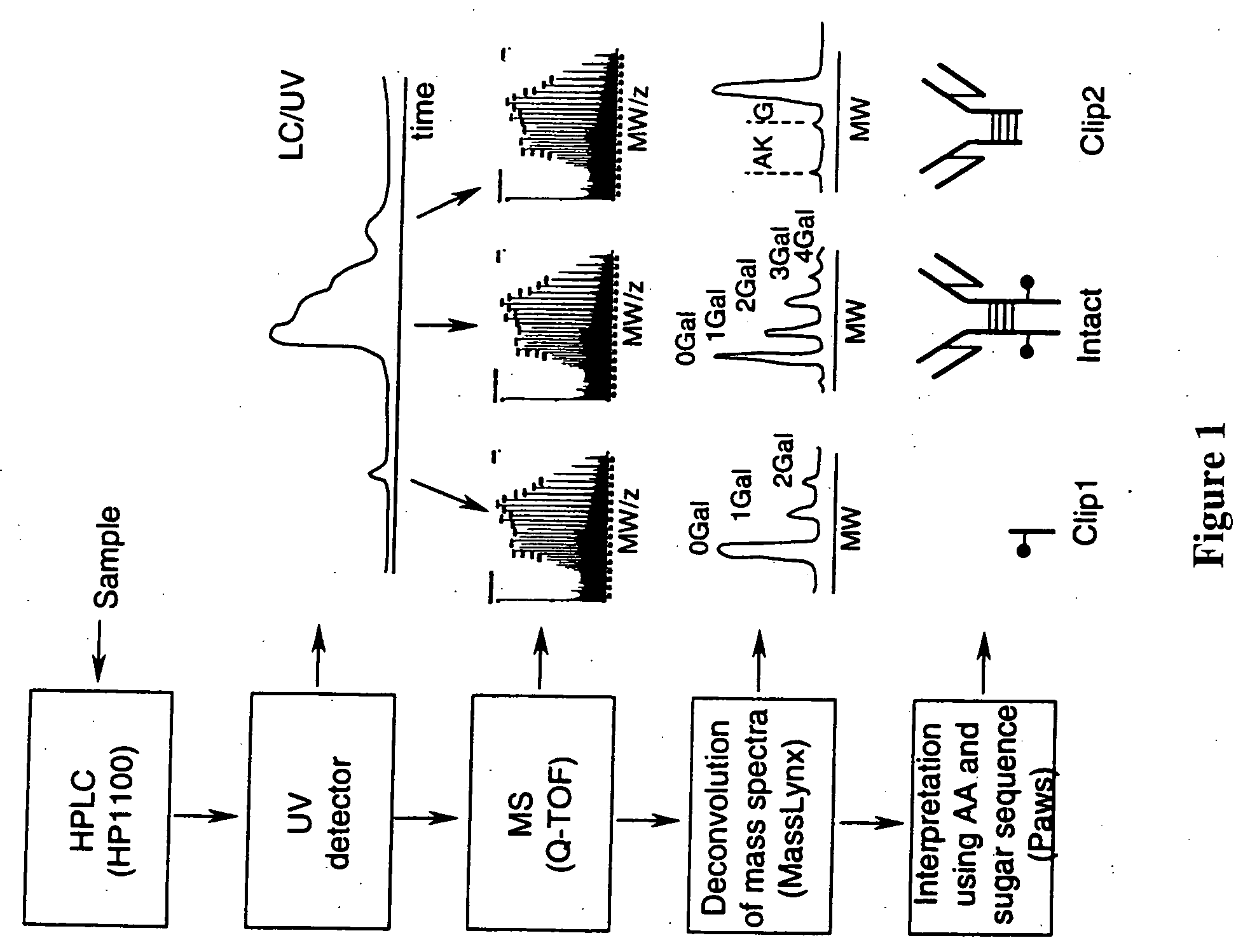 LC/MS method of analyzing high molecular weight proteins