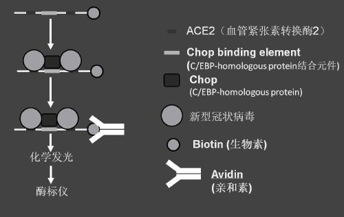 Detection kit and detection method for rapidly detecting novel coronavirus