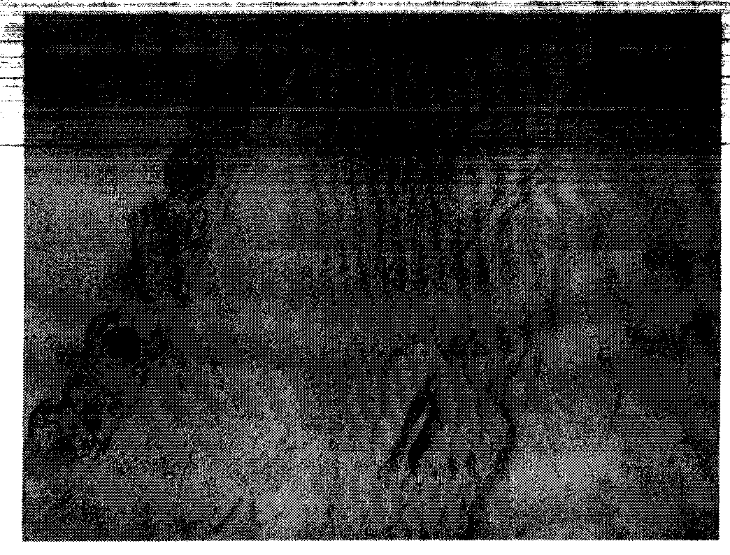 Method for extracting unsaturated fatty acid composition from humen amniotic epithelial cells, and application thereof