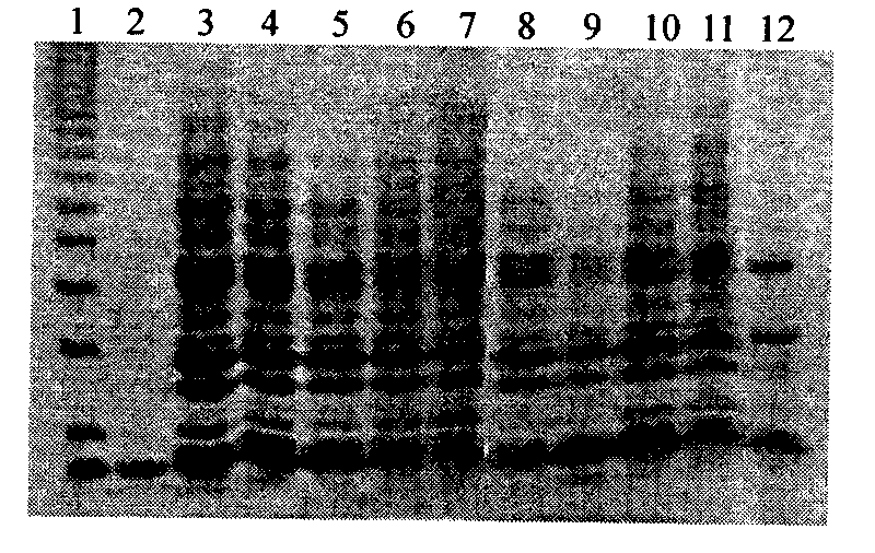 Method for constructing dendrobium officinale polysaccharide fingerprinting