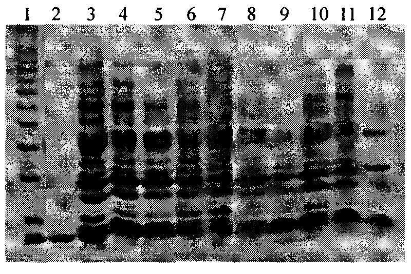 Method for constructing dendrobium officinale polysaccharide fingerprinting