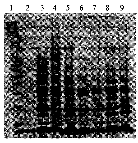 Method for constructing dendrobium officinale polysaccharide fingerprinting