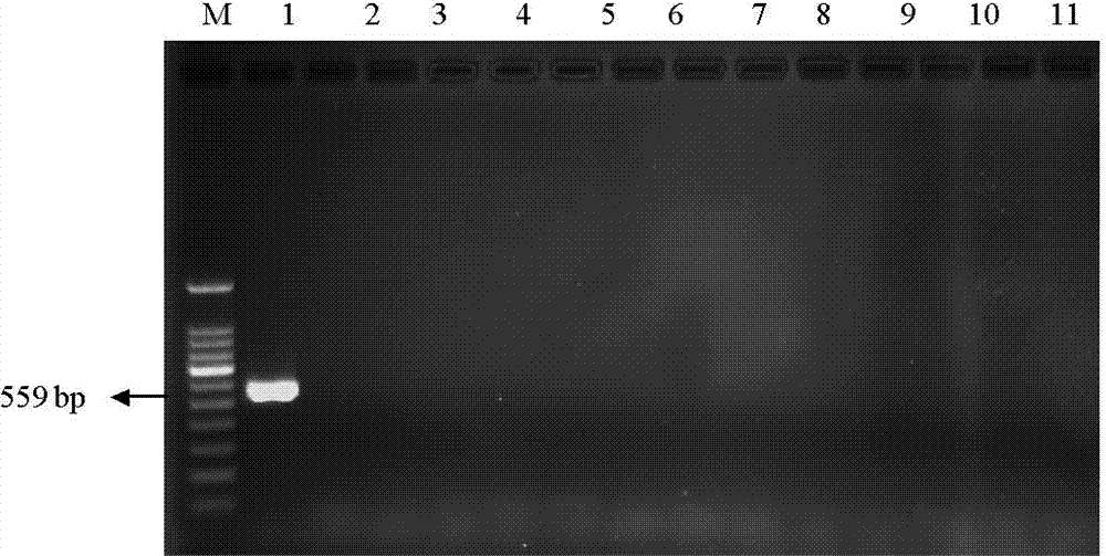 Primer and method for detecting transgenic maize strain MIR162