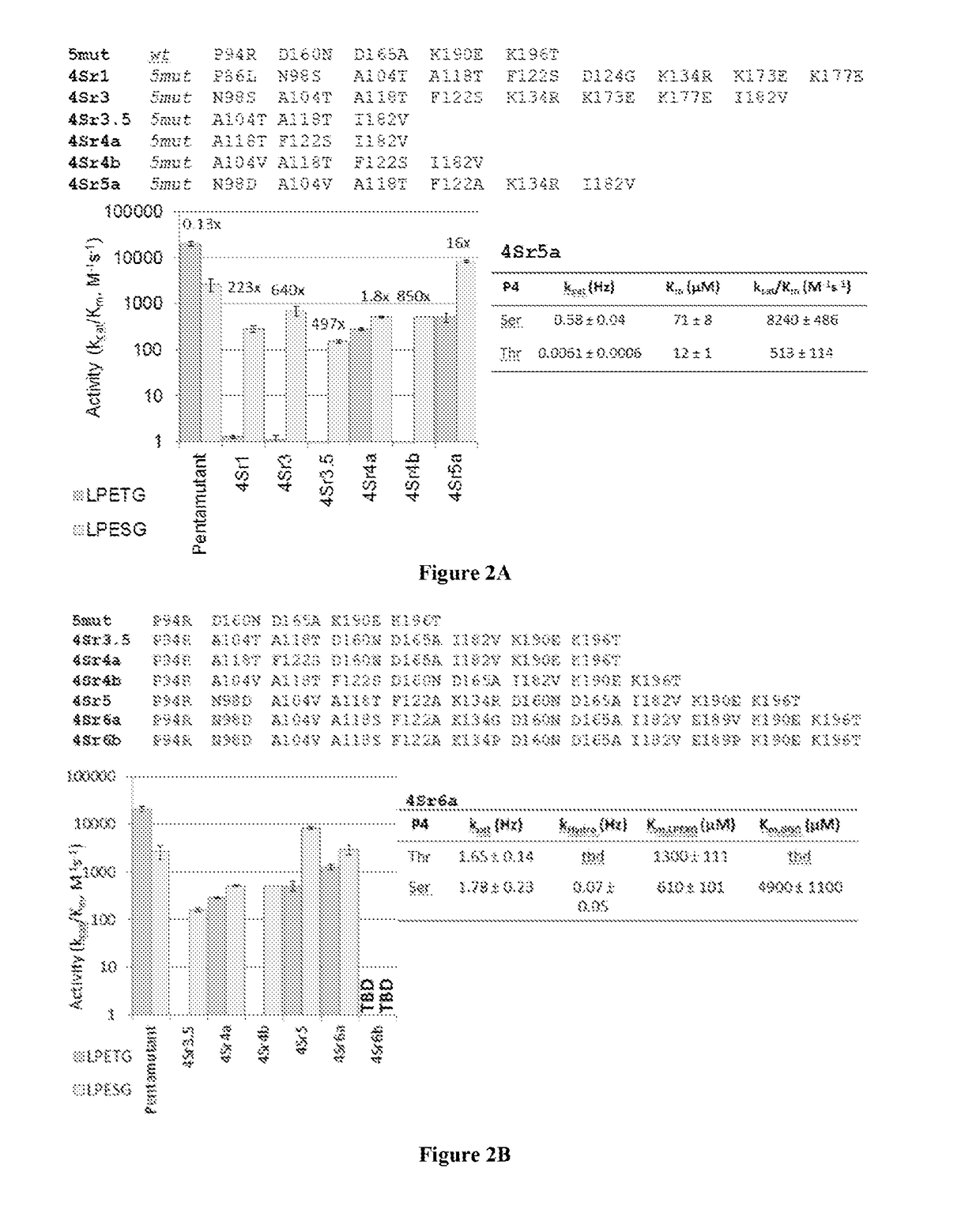 Evolved sortases and uses thereof