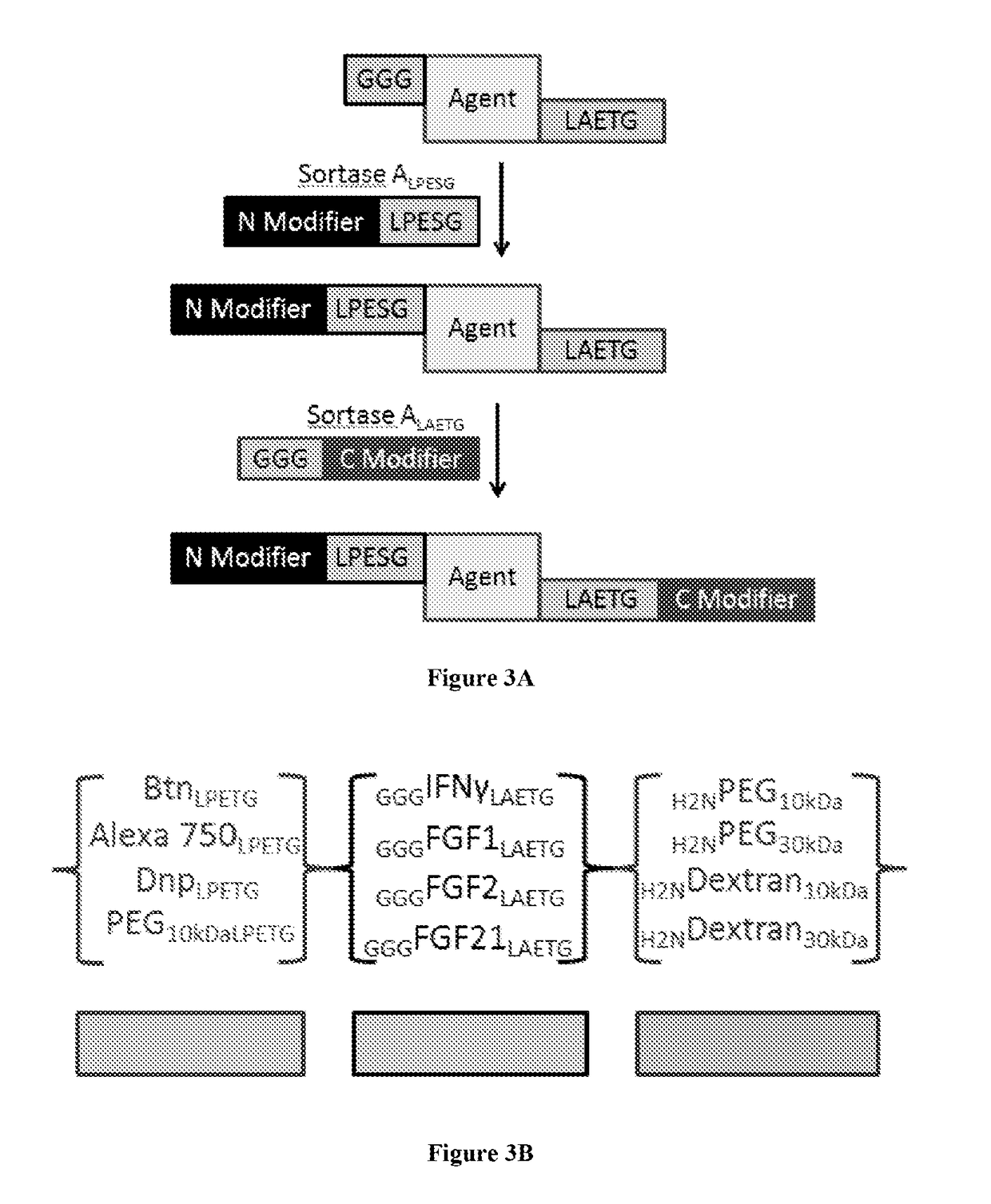 Evolved sortases and uses thereof