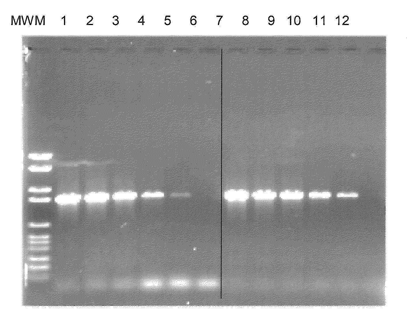 Nucleic acid amplification in the presence of modified randomers