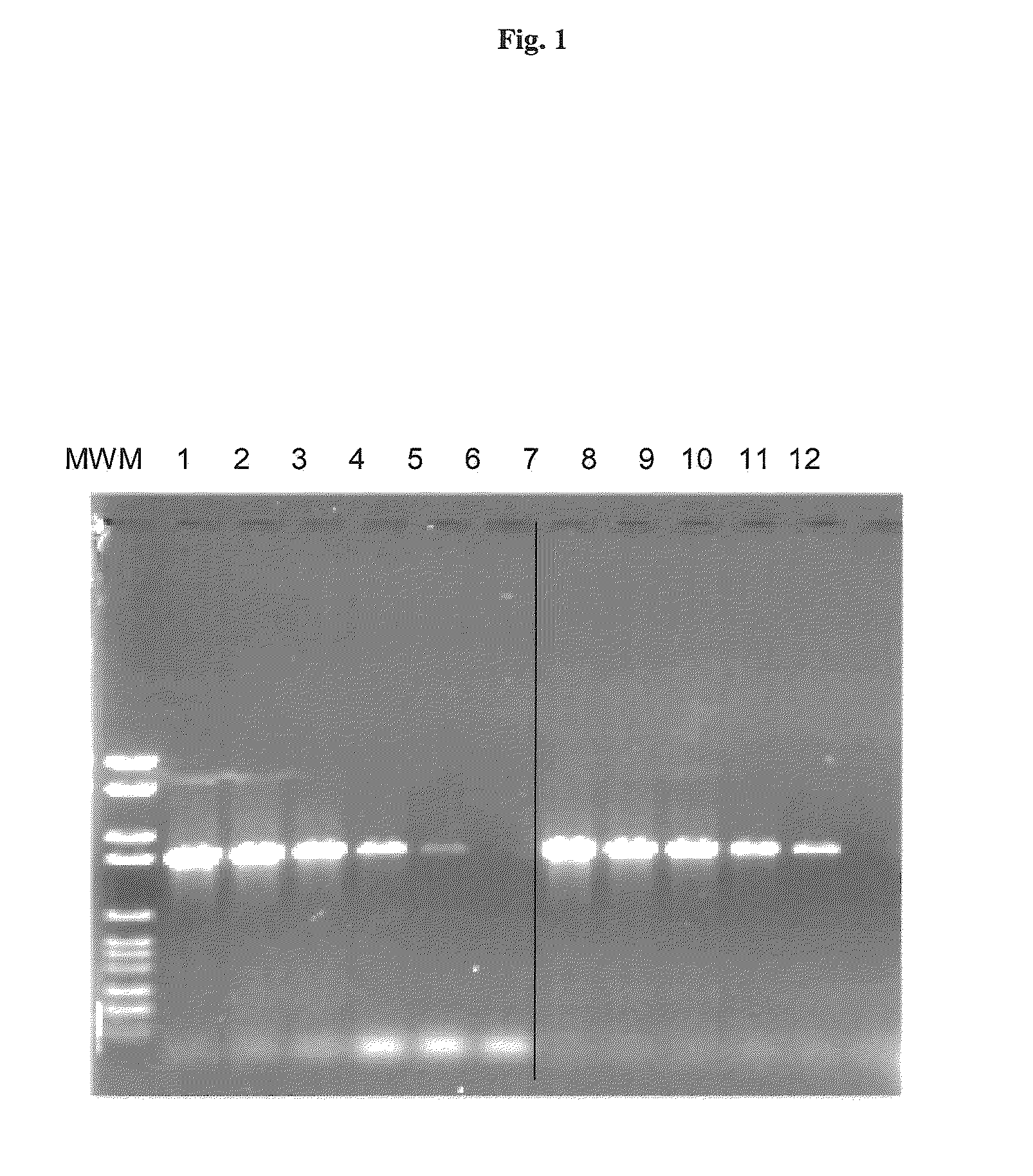 Nucleic acid amplification in the presence of modified randomers