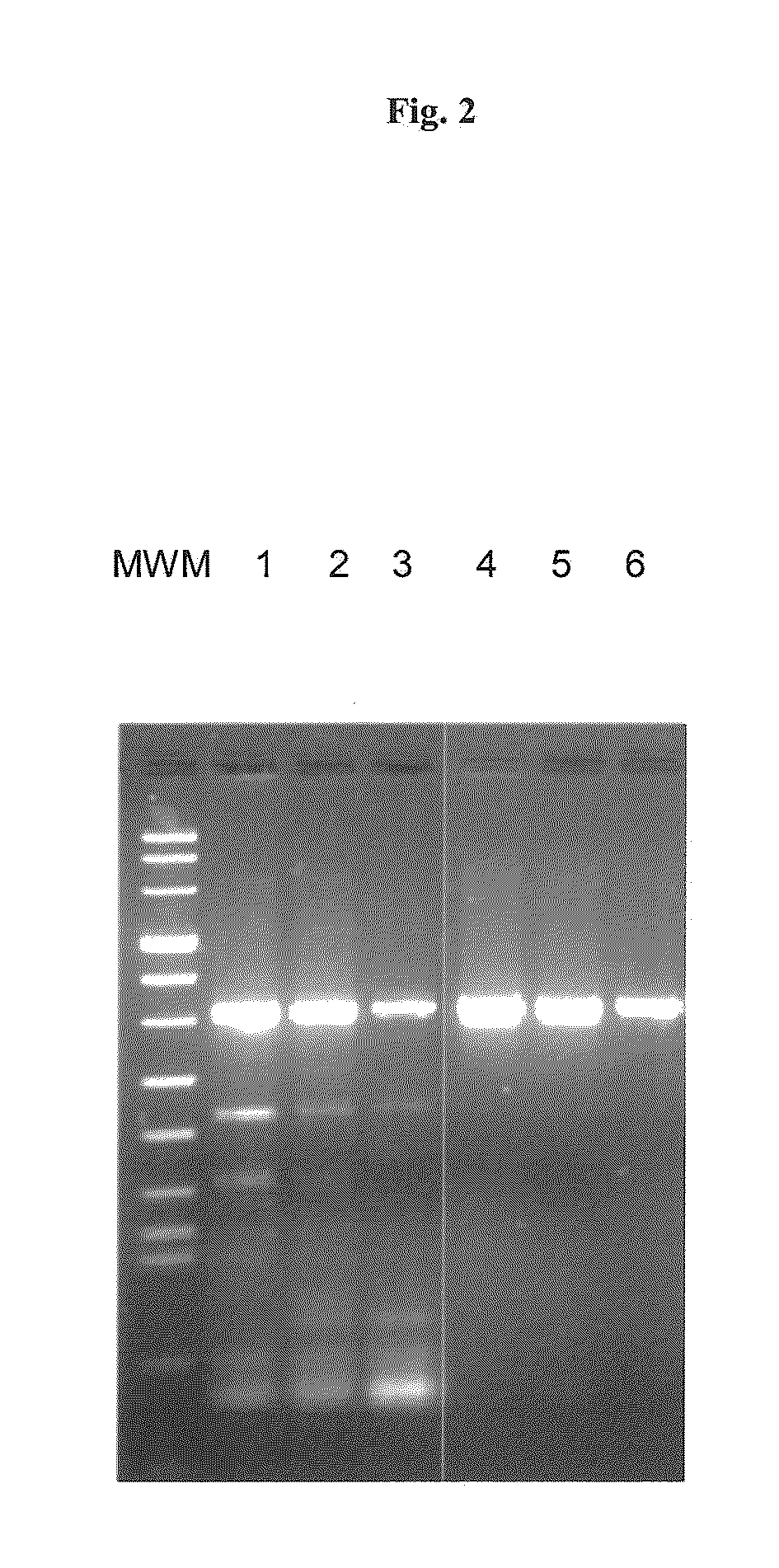 Nucleic acid amplification in the presence of modified randomers