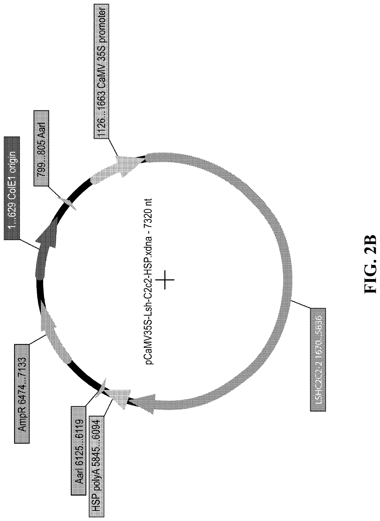 Crispr-systems for modifying a trait of interest in a plant