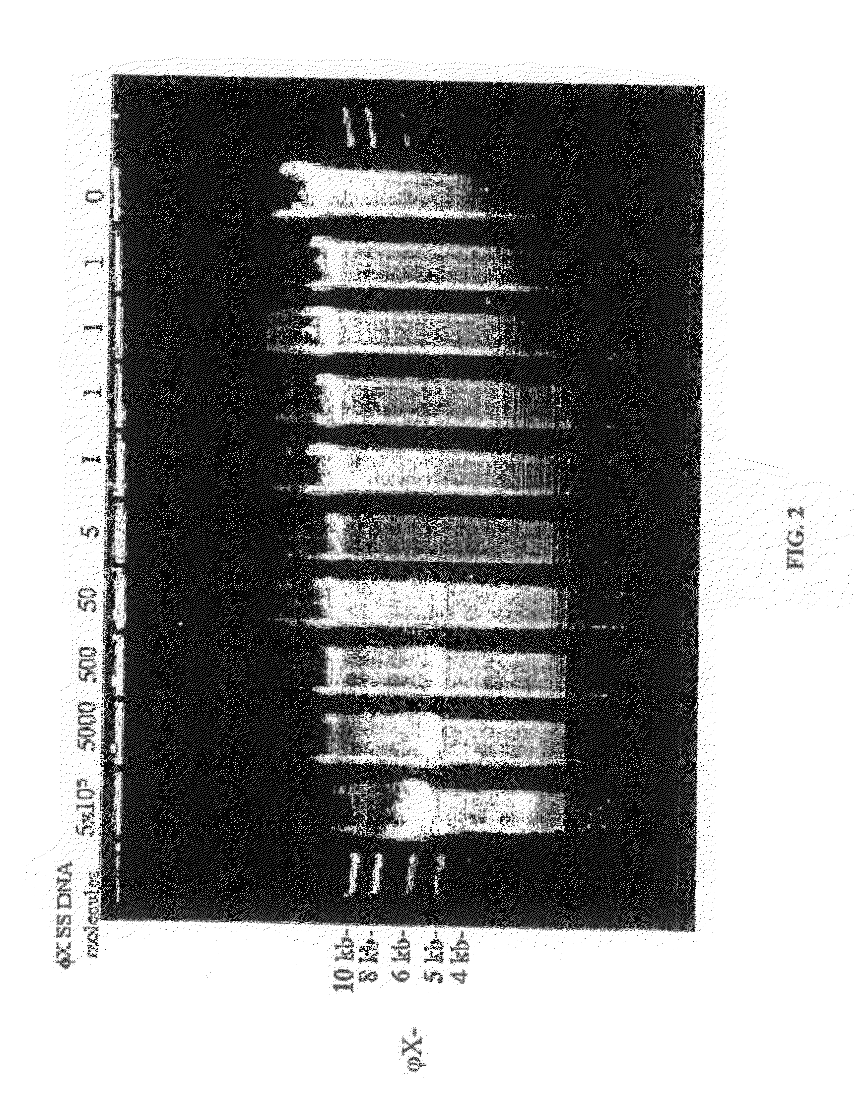 Amplification and cloning of single DNA molecules using rolling circle amplification