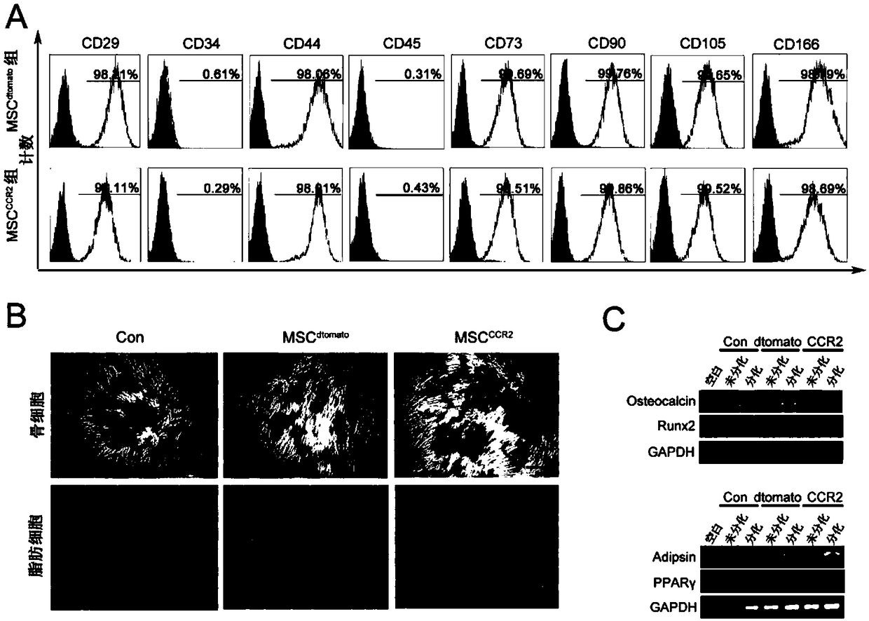 Mesenchymal stem cells overexpressing CCR2 for treating acute ischemic stroke and preparation method thereof