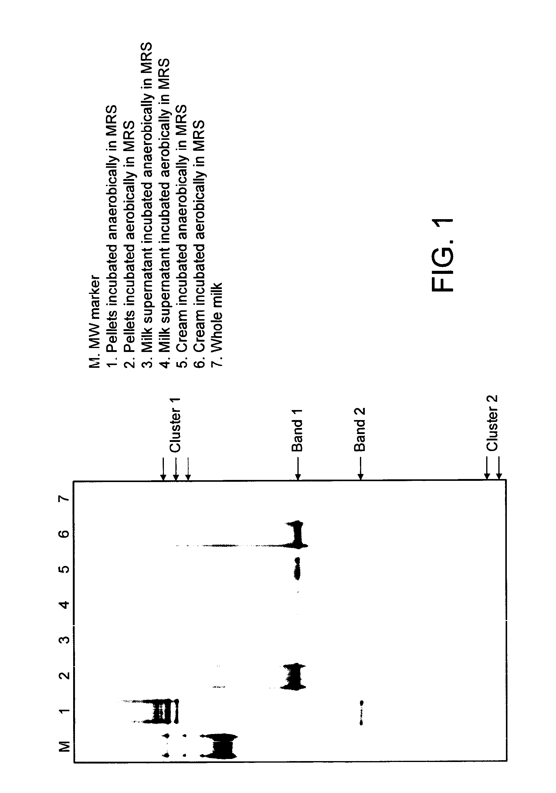 Infant formula with probiotics and milk fat globule membrane components