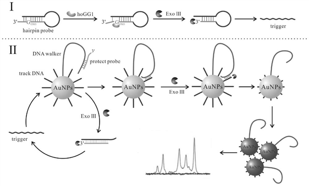 A biosensor for detecting hogg1 activity and its application