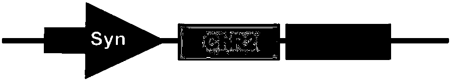 Composition of specifically excitable GABAergic neurons in nucleus accumbens and its application in improving abnormal behavior in schizophrenia