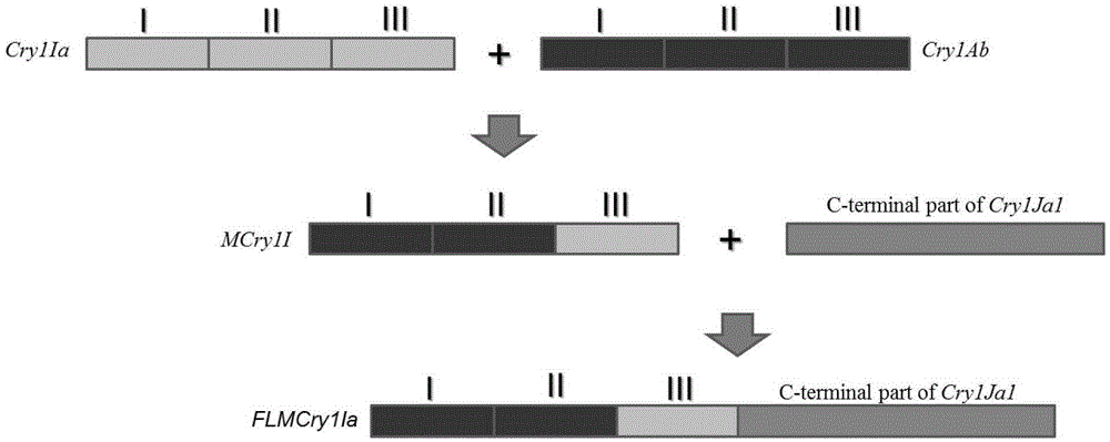 Artificially synthesized Bt insecticidal gene FLIa as well as preparation method and application thereof