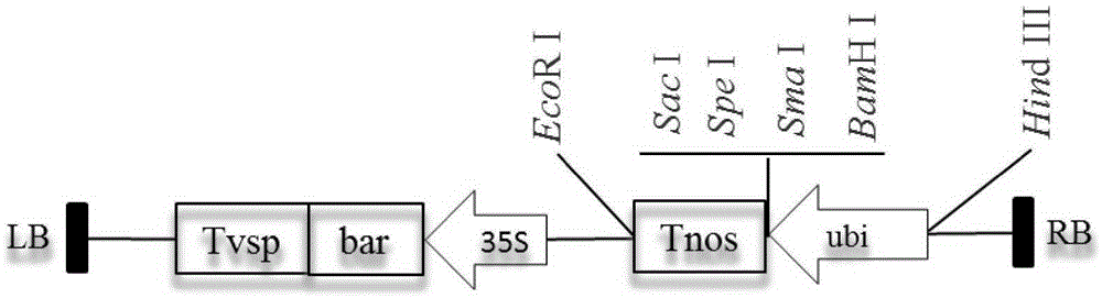 Artificially synthesized Bt insecticidal gene FLIa as well as preparation method and application thereof