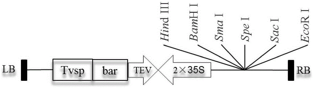 Artificially synthesized Bt insecticidal gene FLIa as well as preparation method and application thereof