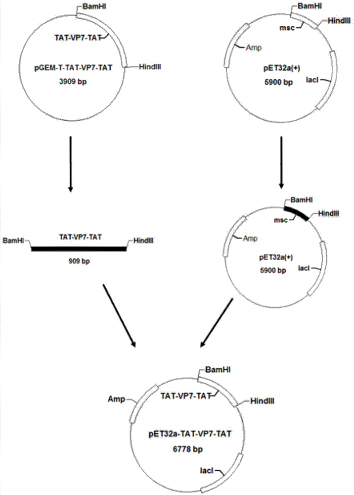 Grass carp haemorrhagic virus resisting engineered protein TAT (Trans-activating Transcriptional Activator)-VP7-TAT as well as preparation method and application thereof